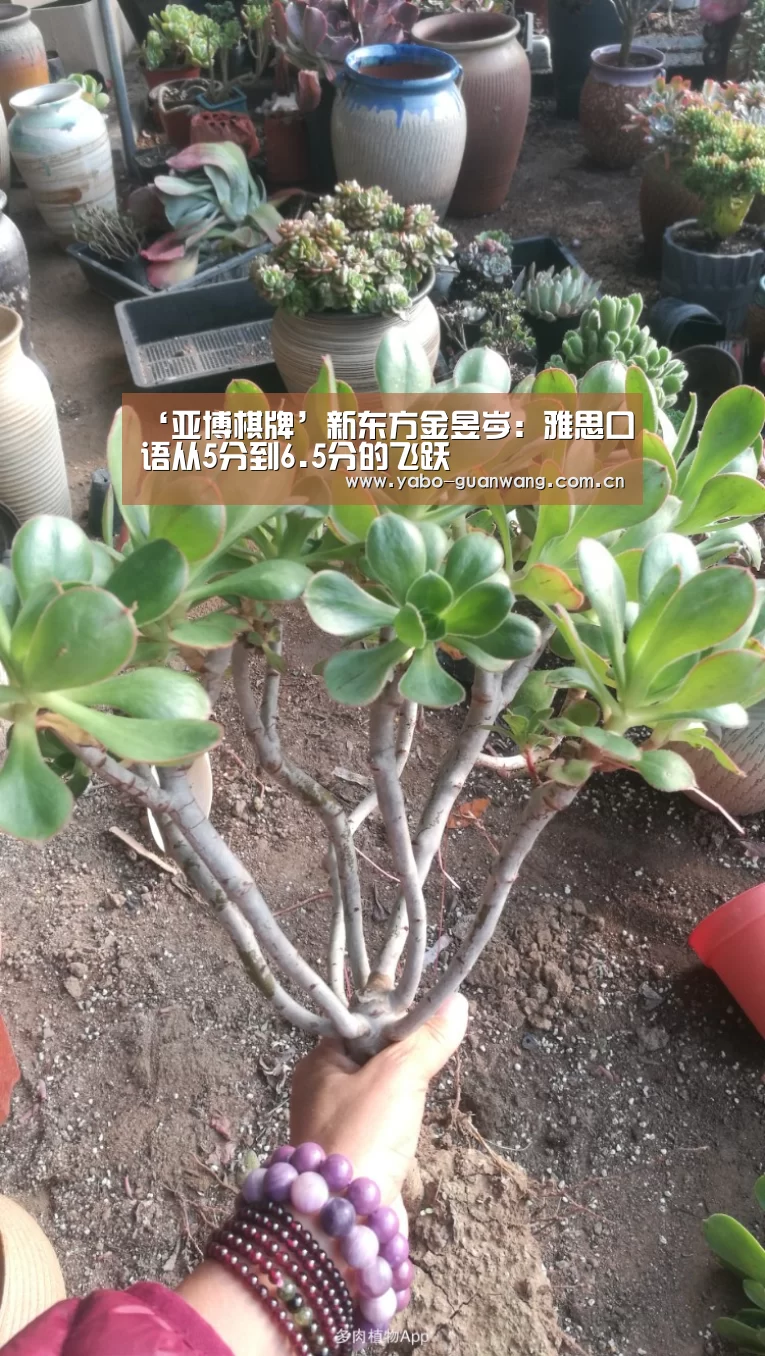 ‘亚博棋牌’新东方金昱岑:雅思口语从5分到6.5分的飞跃(图2) 亚博棋牌