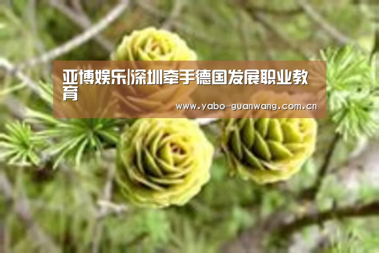 亚博娱乐|深圳牵手德国发展职业教育(图4) 亚博棋牌