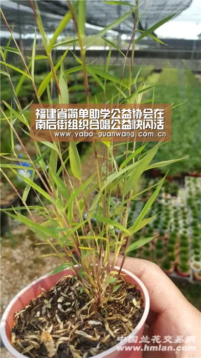 福建省简单助学公益协会在南后街组织合唱公益快闪活动“亚博体育”(图1) 亚博娱乐