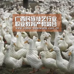 广西民族技艺行业职业教育产教融合对话论坛在南宁召开‘亚博体育’(图3) 亚博官网